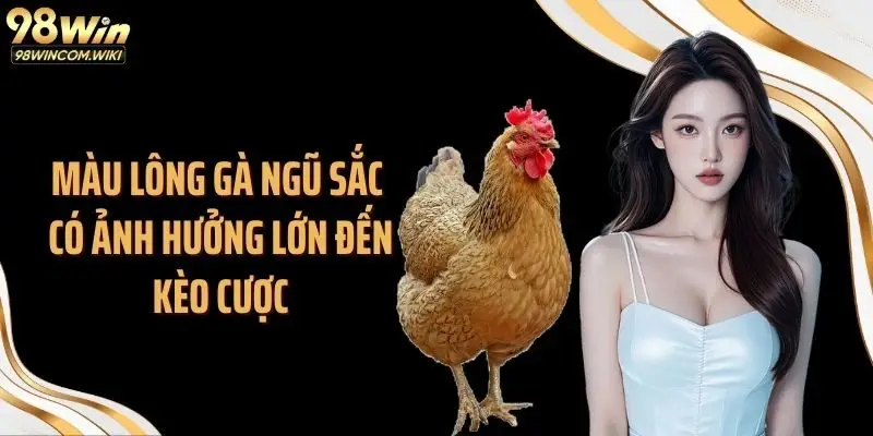 Màu lông gà ngũ sắc có ảnh hưởng lớn đến kèo cược